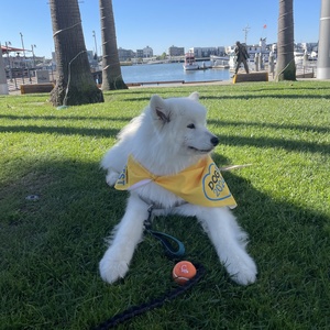 Team Page: Furever Impact Team